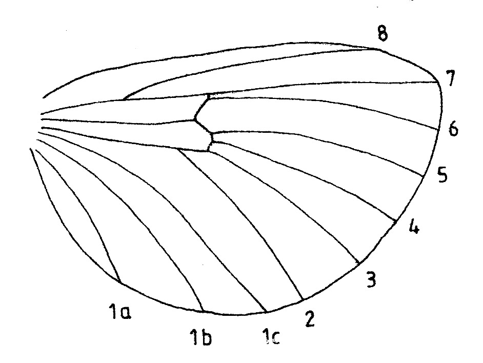 Venation hindwing of Apoda avellana (Limacodidae).